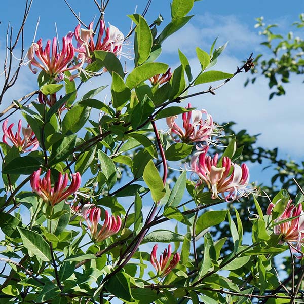 Lonicera Serontina