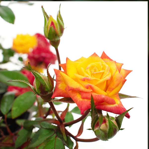 Rose Rainbow Sunblaze