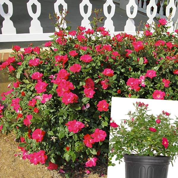 Rose Pink Crush