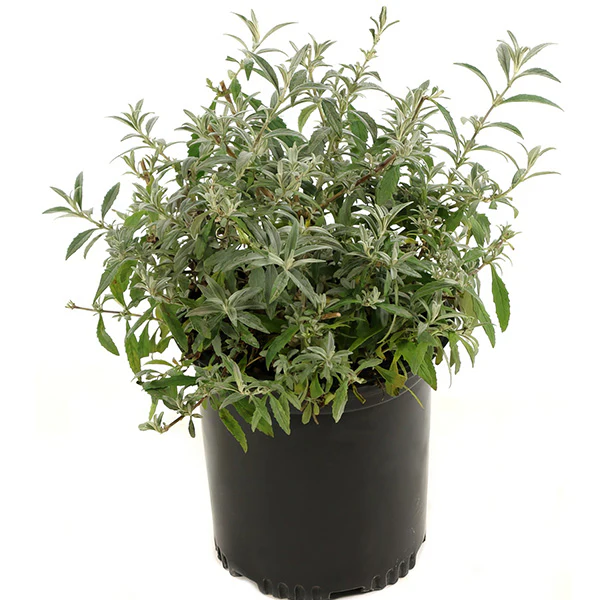Buddleia Bi-Color