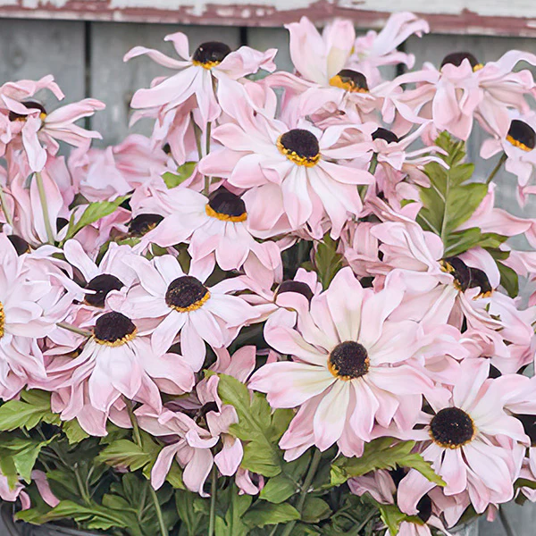 Lifelike Pink Black-Eyed-Susans, Set of 12 Stems