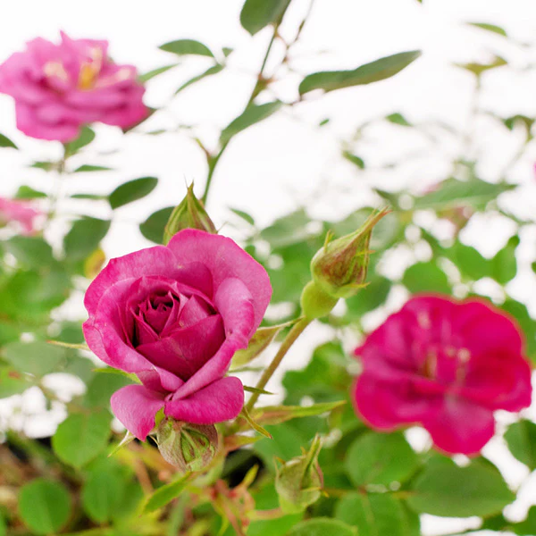 Rose Lavender Jewel