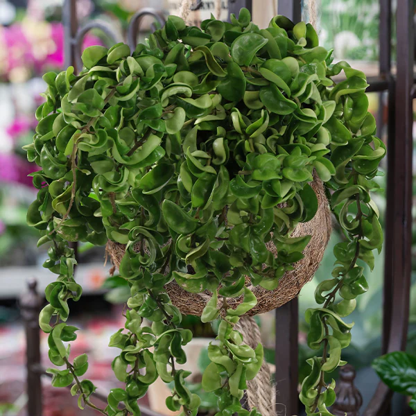 Hoya Hindu Rope