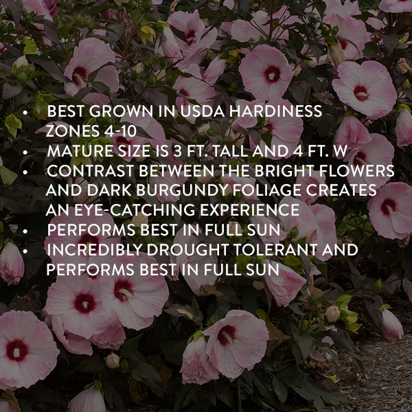 Hibiscus Head over Heels® 'Blush'