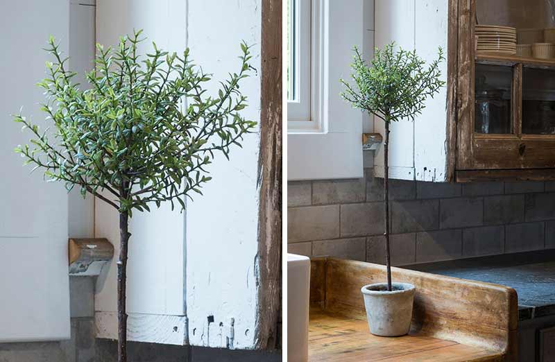 Potted Myrtle Tree