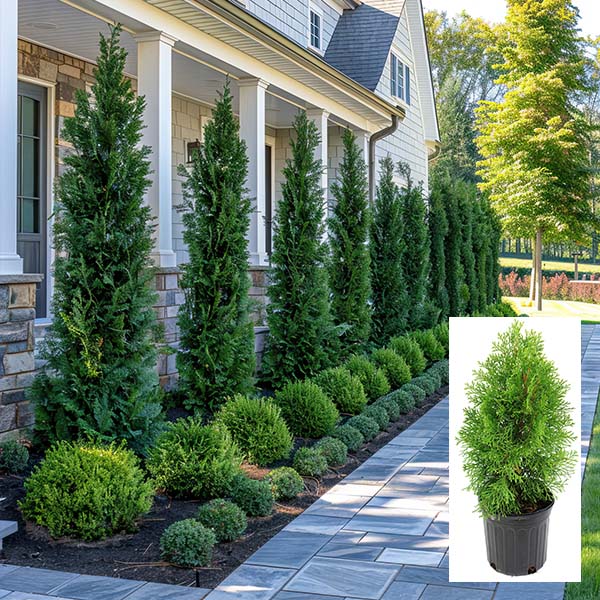 Arborvitae Green Giant in Trade Gallon
