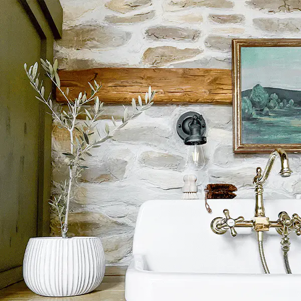 LIVE Mediterranean Coast Olive Tree, Choose Your Size