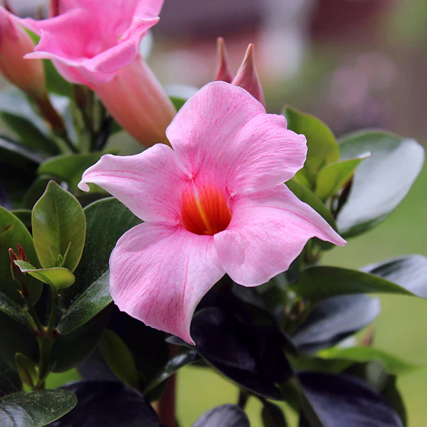 Mandevilla Sun Parasol® Pink