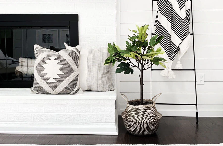 Potted Fig Plant