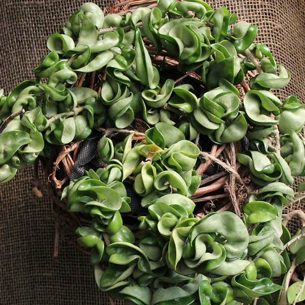 Hoya Hindu Rope