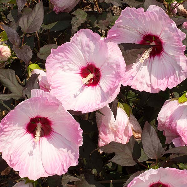 Hibiscus Head over Heels® 'Blush'