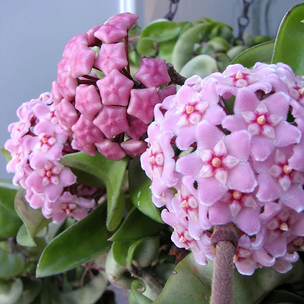 Hoya Hindu Rope