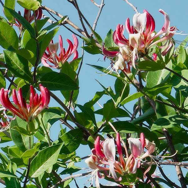 Lonicera Serontina