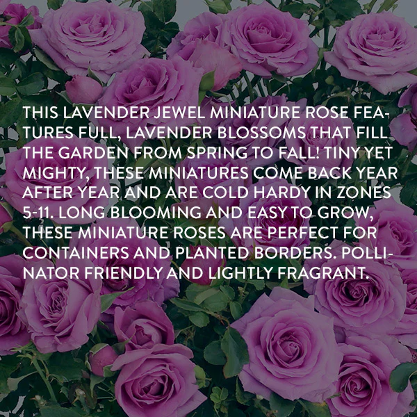 Rose Lavender Jewel