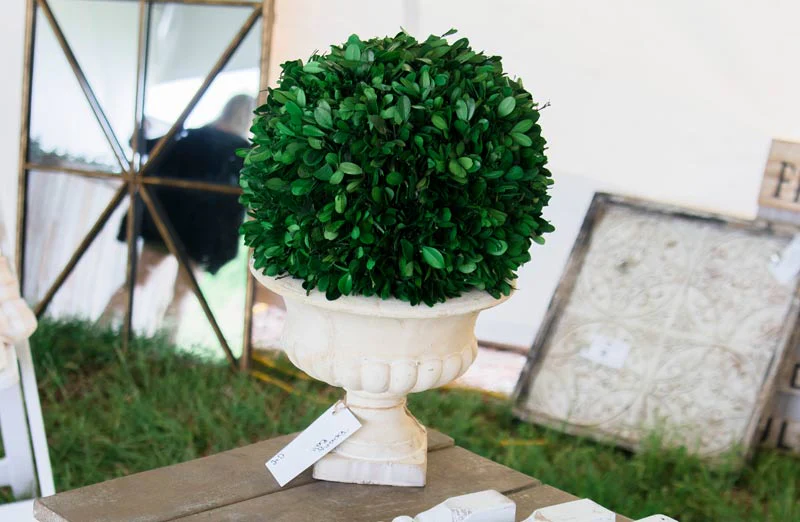 Potted Boxwood Topiary Ball