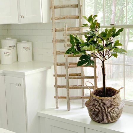 Potted Fig Plant