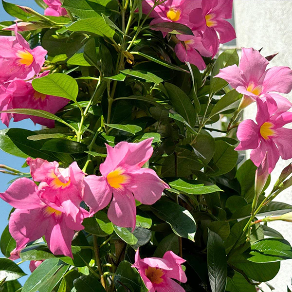 Mandevilla Sun Parasol® Pink
