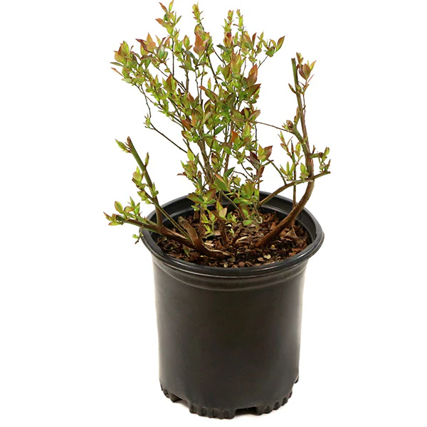 Bushel & Berry Blueberry Sapphire Cascade