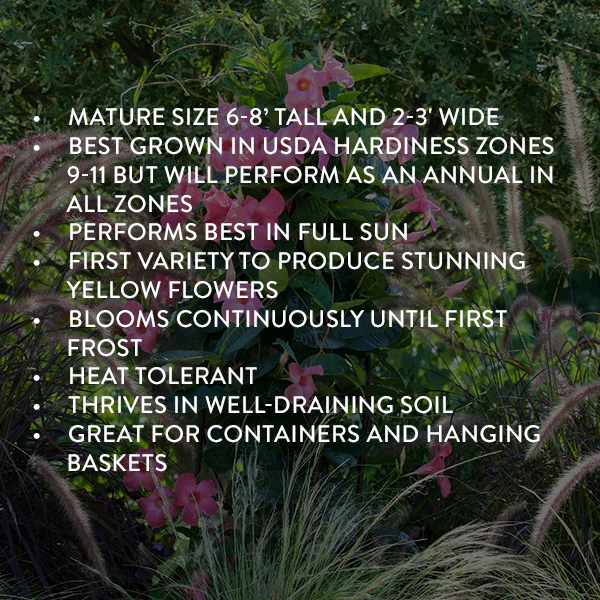 Mandevilla Sun Parasol® Pink