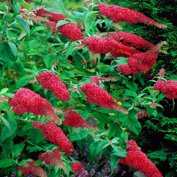 Buddleia Royal Red