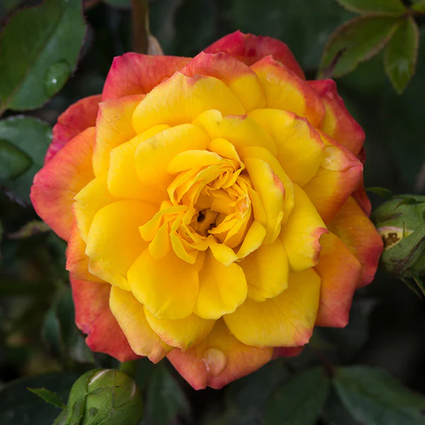 Rose Rainbow Sunblaze