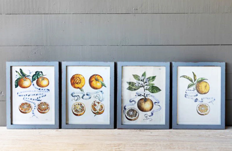 Framed Citrus and Ribbon Prints  Set of 4