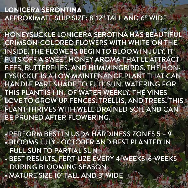 Lonicera Serontina