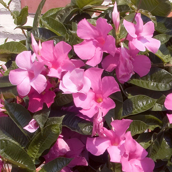 Mandevilla Sun Parasol® Pink