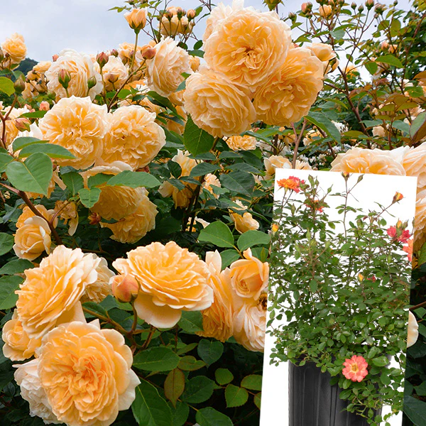 Rose Orange Honey