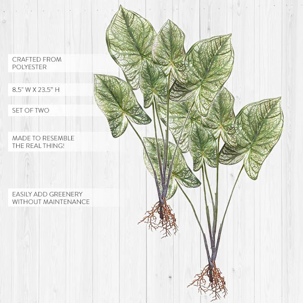 23 Inch Tall Caladium Plant, Set of 2