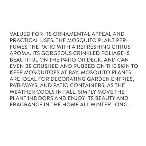 Citronella Mosquito Plant in Trade Gallon