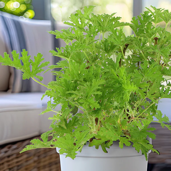 Citronella Mosquito Plant in Trade Gallon