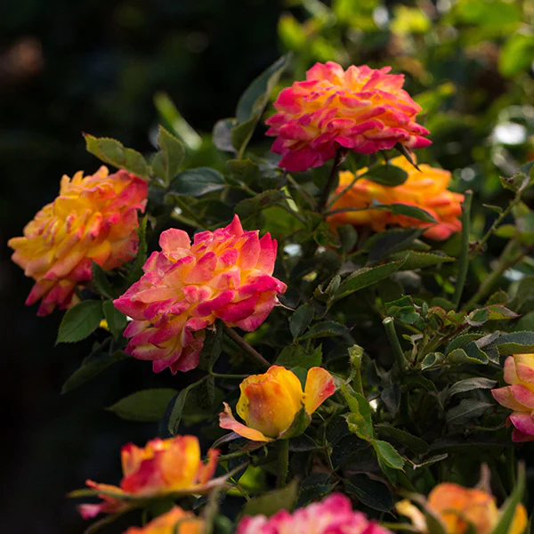 Rose Rainbow Sunblaze