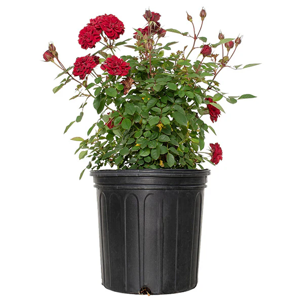 Rose Red Sunblaze