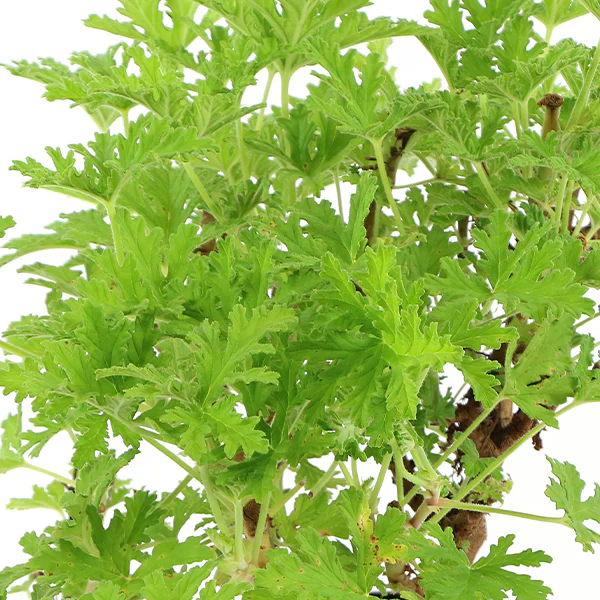 Citronella Mosquito Plant in Trade Gallon