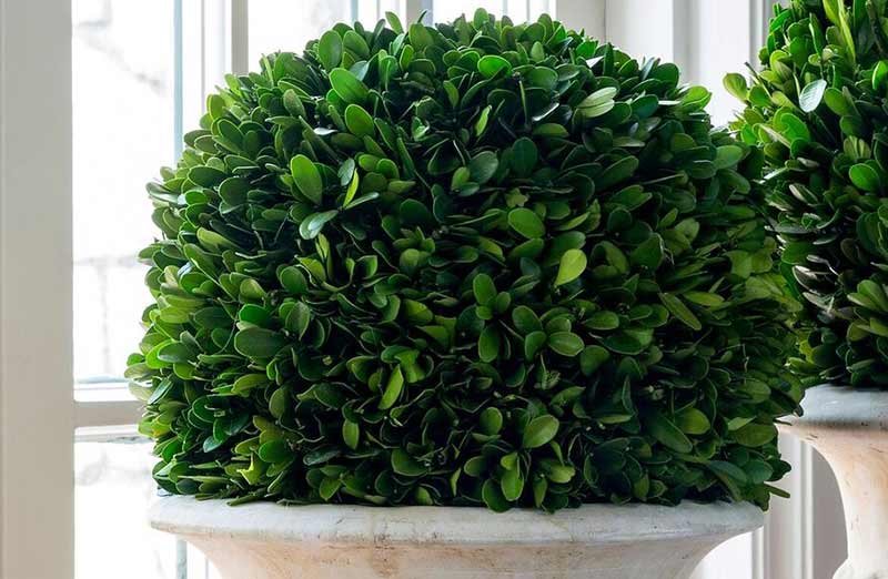 Potted Boxwood Topiary Ball