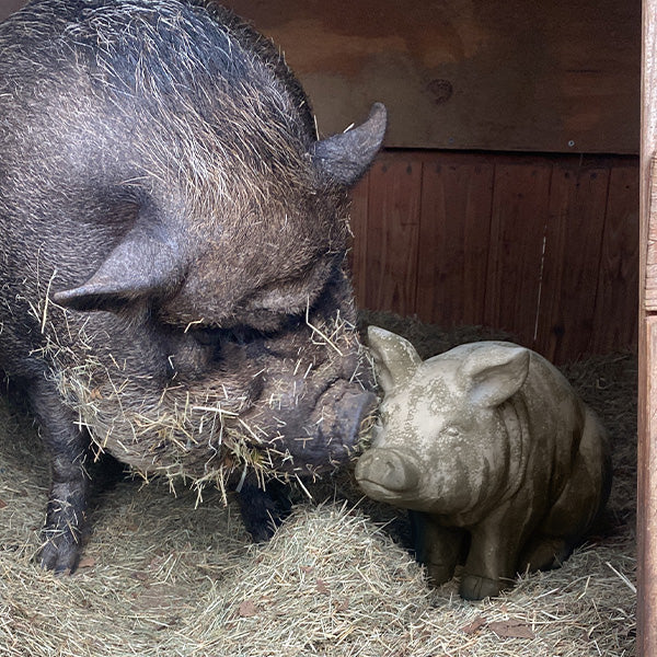 BIG Wilbur Sitting Pig Accent