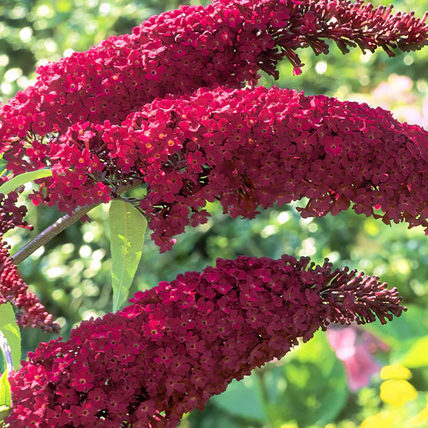 Buddleia Royal Red