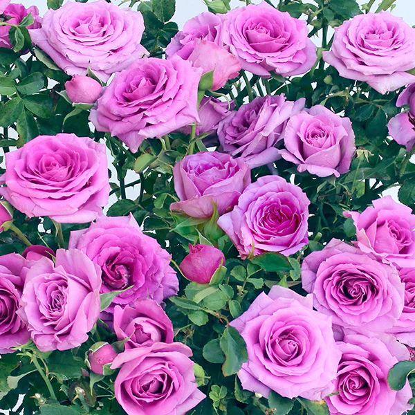Rose Lavender Jewel
