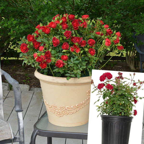 Rose Red Sunblaze