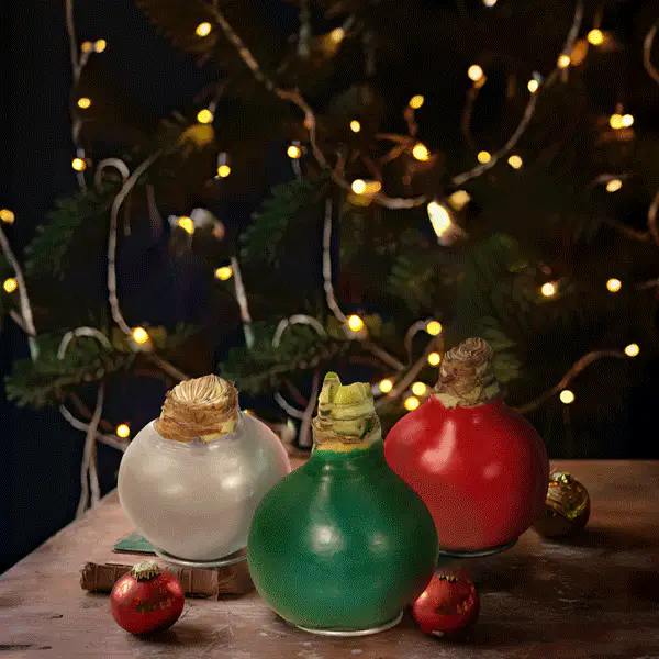 Live HUGE Holiday Amaryllis Blooming Bouquet Bulbs in Wax, Set of 3