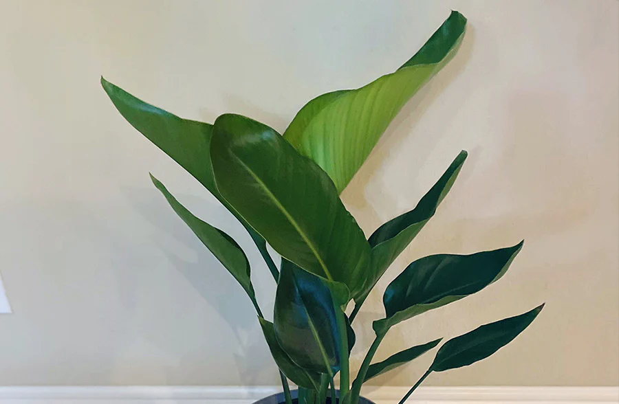 LIVING 28-30 Bird of Paradise Plant and Decorative Planter