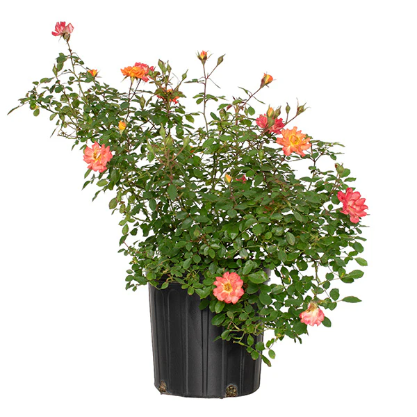 Rose Orange Honey