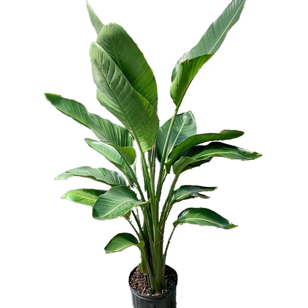 Bird of Paradise