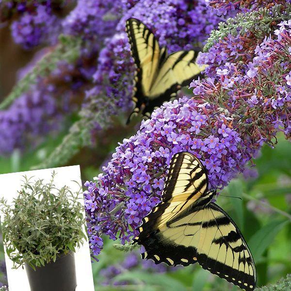 Buddleia Lochinch