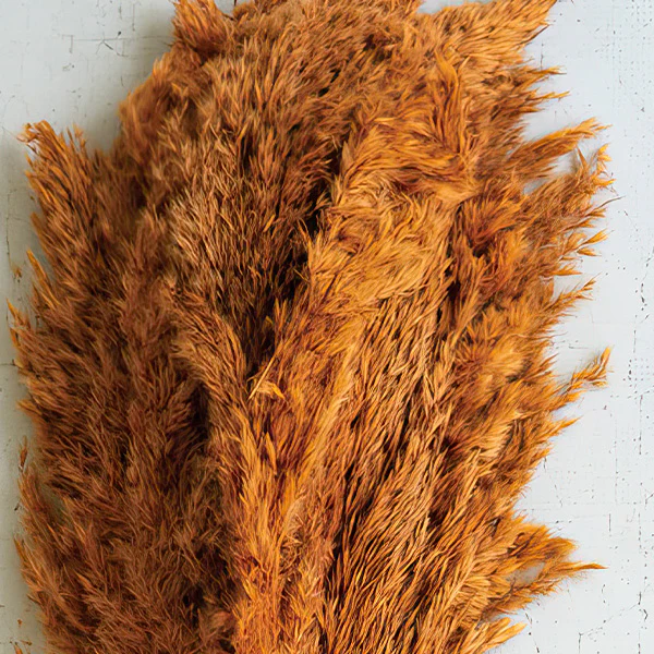 Auburn Pampas Grass, Set of 4 Bundles