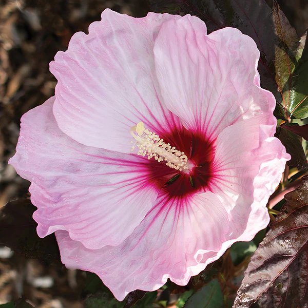 Hibiscus Head over Heels® 'Blush'