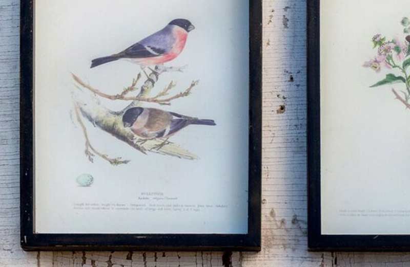 Framed Vintage Bird Prints  Set of 4