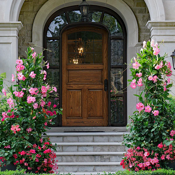Mandevilla Sun Parasol® Pink