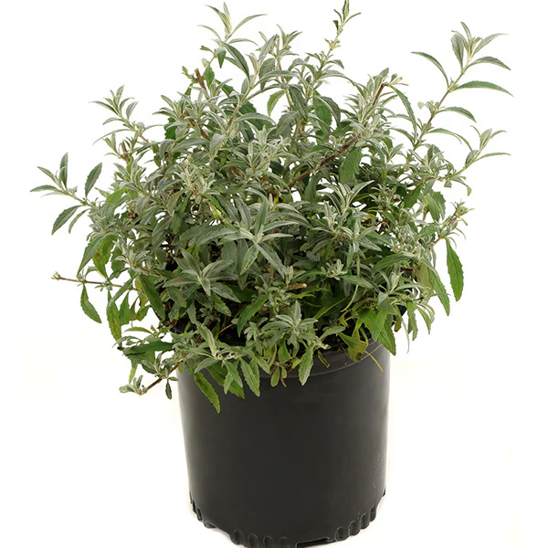 Buddleia Royal Razz